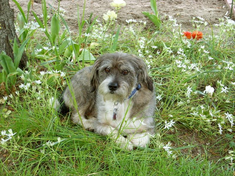 Gris ( Rauhaardackel, Schnauzer) Rauhaardackel Schnauzer 